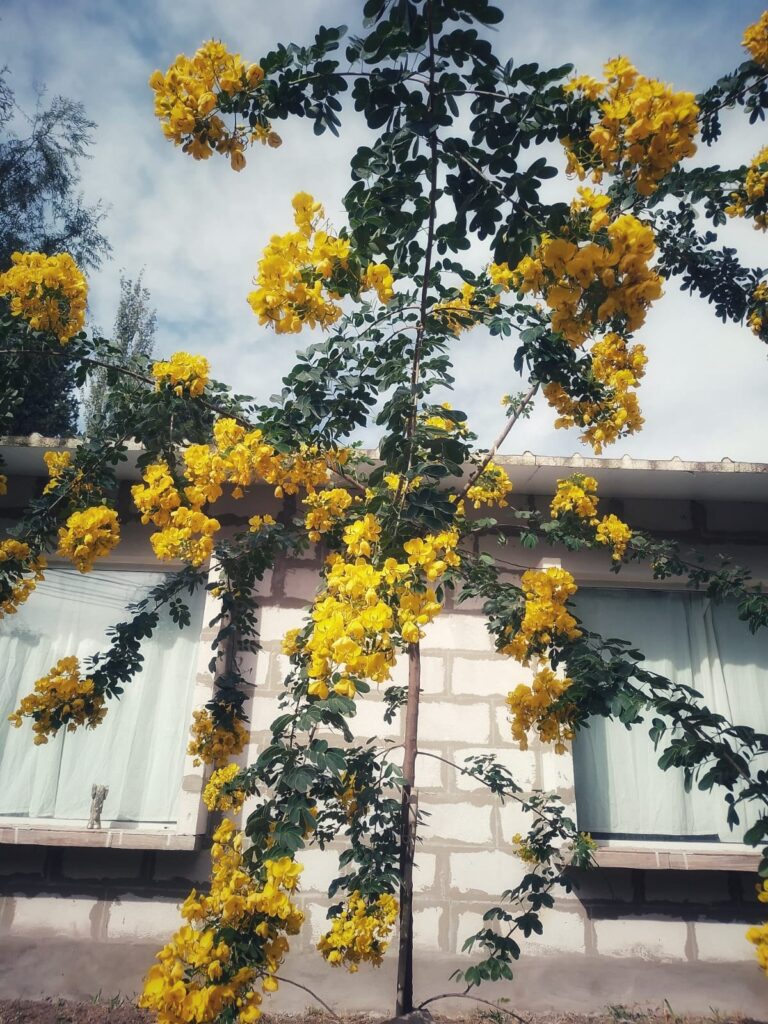 casa bhavantu exterior 1