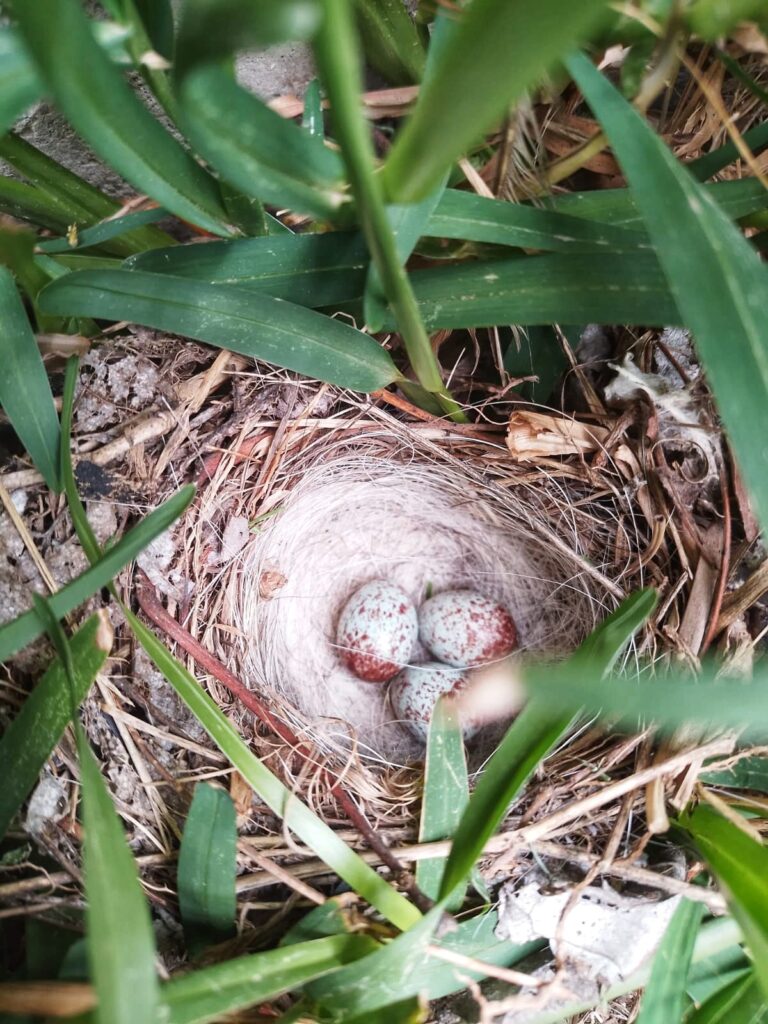 casa bhavantu exterior 4