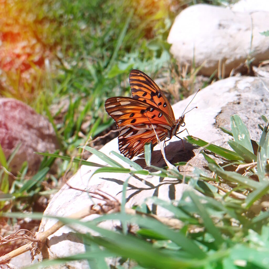 casa bhavantu exterior 6